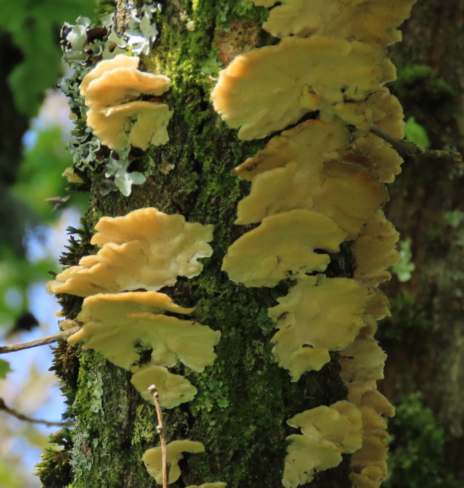 TurkeyTail-fungus-query